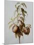 Three Peaches on a Branch-Bessa Pancrace-Mounted Giclee Print