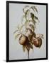 Three Peaches on a Branch-Bessa Pancrace-Framed Giclee Print