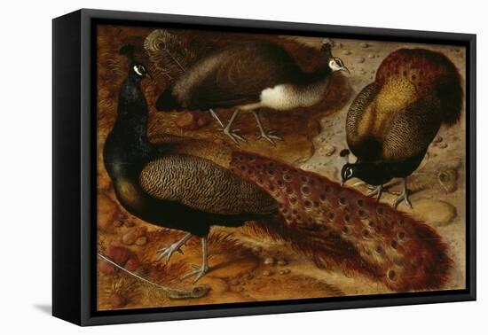 Three Peacocks, 1566-Ludger Tom Ring-Framed Stretched Canvas