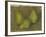 Three Pears, 1878-9-Paul Cezanne-Framed Giclee Print