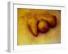 Three Pears-Kevin Kuenster-Framed Photographic Print