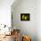 Three Pears-Terri Hill-Stretched Canvas displayed on a wall