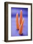 Three Peeled Carrots on Blue Background-Foodcollection-Framed Photographic Print