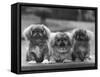 Three Pekingese Puppies One Lying the Other Two Sitting-null-Framed Stretched Canvas