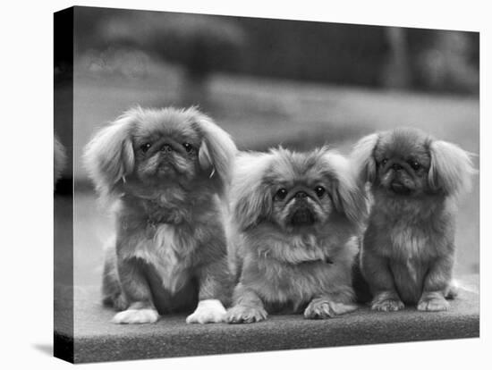 Three Pekingese Puppies One Lying the Other Two Sitting-null-Stretched Canvas