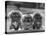 Three Pekingese Puppies One Lying the Other Two Sitting-null-Stretched Canvas
