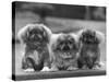 Three Pekingese Puppies One Lying the Other Two Sitting-null-Stretched Canvas