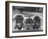 Three Pekingese Puppies One Lying the Other Two Sitting-null-Framed Premium Photographic Print