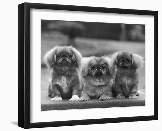 Three Pekingese Puppies One Lying the Other Two Sitting-null-Framed Premium Photographic Print