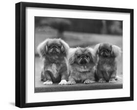Three Pekingese Puppies One Lying the Other Two Sitting-null-Framed Premium Photographic Print