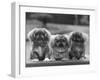 Three Pekingese Puppies One Lying the Other Two Sitting-null-Framed Premium Photographic Print