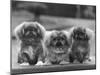 Three Pekingese Puppies One Lying the Other Two Sitting-null-Mounted Premium Photographic Print