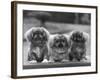 Three Pekingese Puppies One Lying the Other Two Sitting-null-Framed Photographic Print