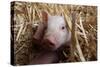 Three Piglets Sitting in the Straw-null-Stretched Canvas