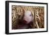 Three Piglets Sitting in the Straw-null-Framed Photo