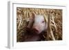 Three Piglets Sitting in the Straw-null-Framed Photo