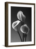 Three Pink Calla Lilies-George Oze-Framed Photographic Print