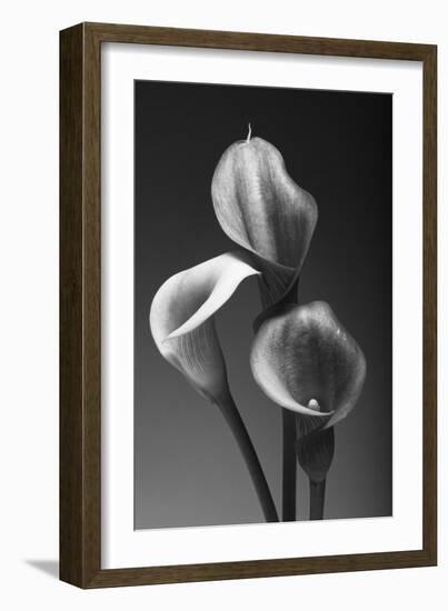 Three Pink Calla Lilies-George Oze-Framed Photographic Print