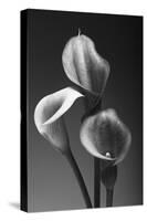 Three Pink Calla Lilies-George Oze-Stretched Canvas