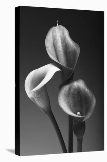 Three Pink Calla Lilies-George Oze-Stretched Canvas