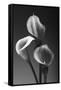 Three Pink Calla Lilies-George Oze-Framed Stretched Canvas