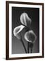 Three Pink Calla Lilies-George Oze-Framed Photographic Print