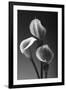 Three Pink Calla Lilies-George Oze-Framed Photographic Print