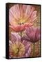 Three Pink Poppies-Cherie Roe Dirksen-Framed Stretched Canvas