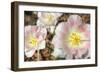 Three Pinks-Robert Goldwitz-Framed Photographic Print