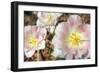 Three Pinks-Robert Goldwitz-Framed Photographic Print