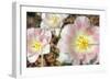 Three Pinks-Robert Goldwitz-Framed Photographic Print