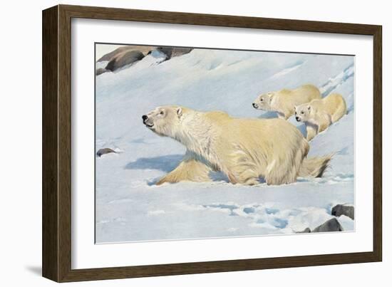 Three Polar Bears-null-Framed Art Print