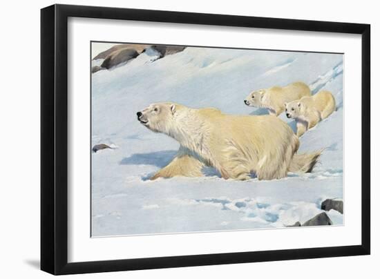 Three Polar Bears-null-Framed Art Print