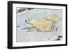 Three Polar Bears-null-Framed Art Print