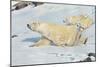 Three Polar Bears-null-Mounted Art Print