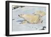 Three Polar Bears-null-Framed Premium Giclee Print