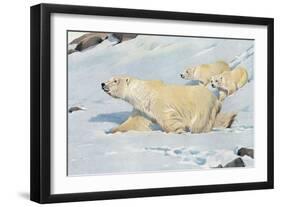 Three Polar Bears-null-Framed Premium Giclee Print