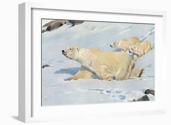 Three Polar Bears-null-Framed Premium Giclee Print