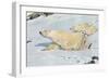 Three Polar Bears-null-Framed Premium Giclee Print