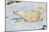 Three Polar Bears-null-Mounted Premium Giclee Print