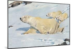 Three Polar Bears-null-Mounted Premium Giclee Print