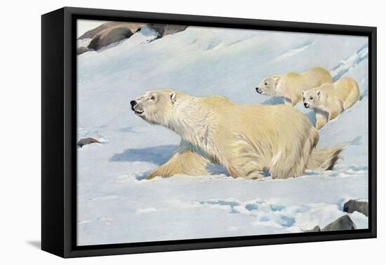 Three Polar Bears-null-Framed Stretched Canvas