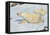 Three Polar Bears-null-Framed Stretched Canvas