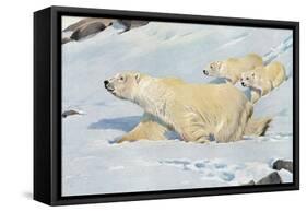Three Polar Bears-null-Framed Stretched Canvas