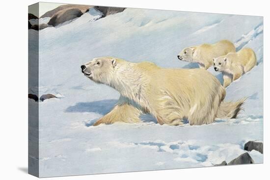 Three Polar Bears-null-Stretched Canvas