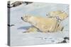 Three Polar Bears-null-Stretched Canvas