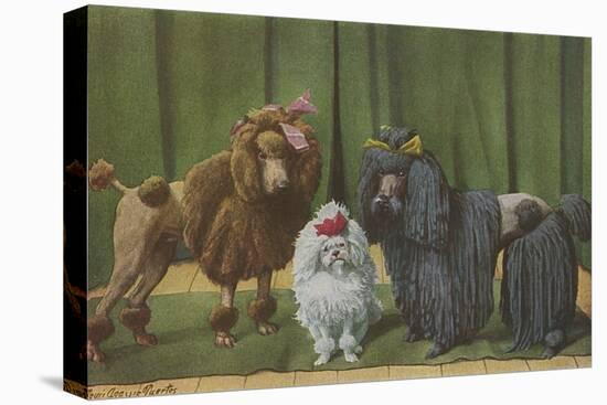 Three Poodle Specimens-Louis Agassiz Fuertes-Stretched Canvas