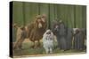 Three Poodle Specimens-Louis Agassiz Fuertes-Stretched Canvas