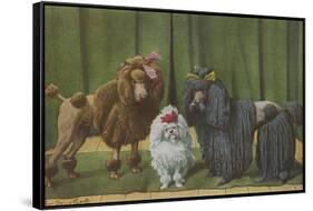 Three Poodle Specimens-Louis Agassiz Fuertes-Framed Stretched Canvas