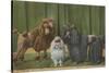 Three Poodle Specimens-Louis Agassiz Fuertes-Stretched Canvas